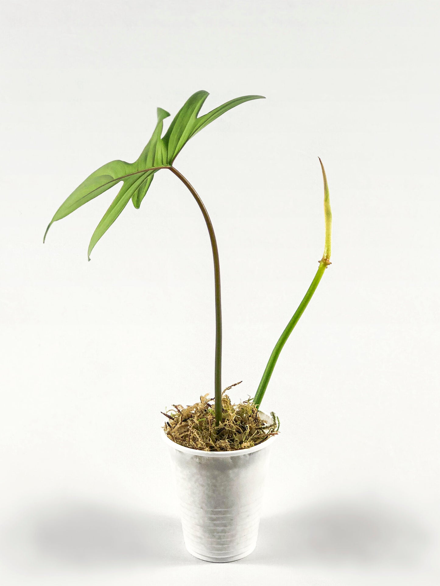 Matthew Beach: Propagations