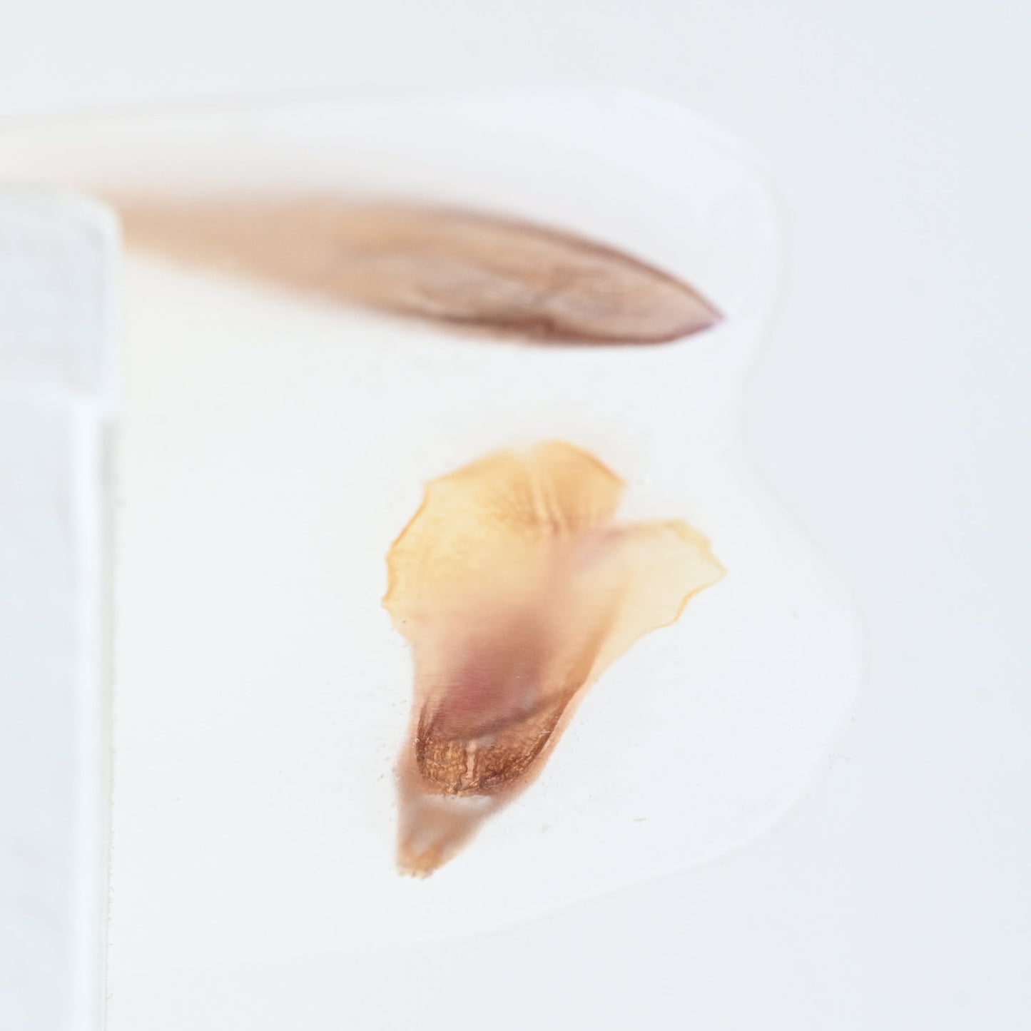 Maria Saeki: Memoriam fika