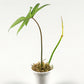 Matthew Beach: Propagations